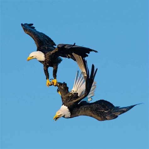 Do eagles mate for life - Locking talons and tumbling down together is often observed. In December 1992 the then only known pair of bald eagles in Virginia Beach locked talons and fell into Atlantic Ave where they were covered with a blanket by a motorist until animal control officers arrived to get them unlocked. Neither eagle was injured and flew off.